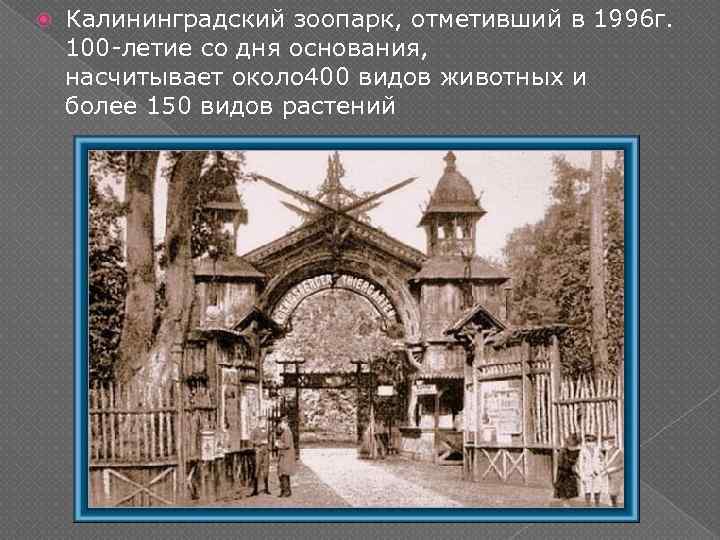  Калининградский зоопарк, отметивший в 1996 г. 100 -летие со дня основания, насчитывает около
