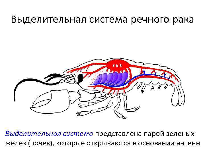 Дыхательная система ракообразных. Выделительная система ракообразных. Кровеносная система ракообразных 7 класс. Выделительная система ракообразных схема. Выделительная система система у ракообразных.