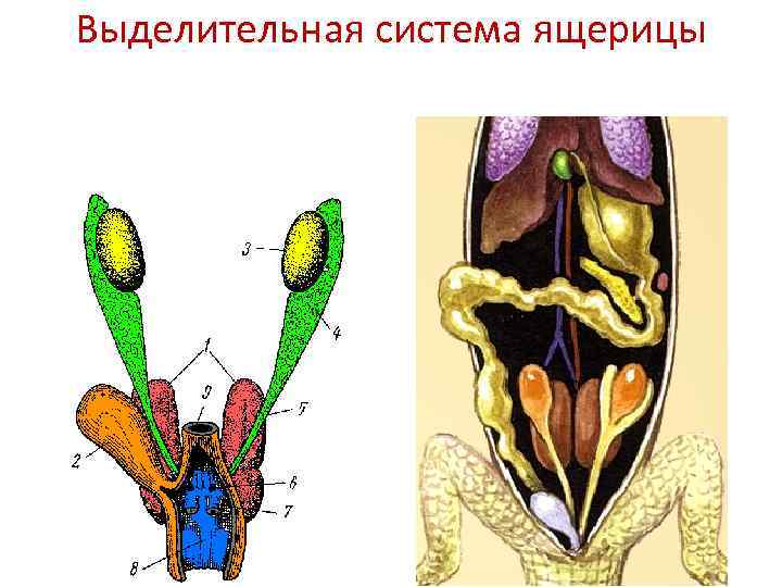 Пищеварительная система ящерицы рисунок