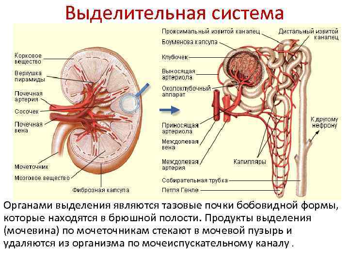 Выделительная система Органами выделения являются тазовые почки бобовидной формы, которые находятся в брюшной полости.