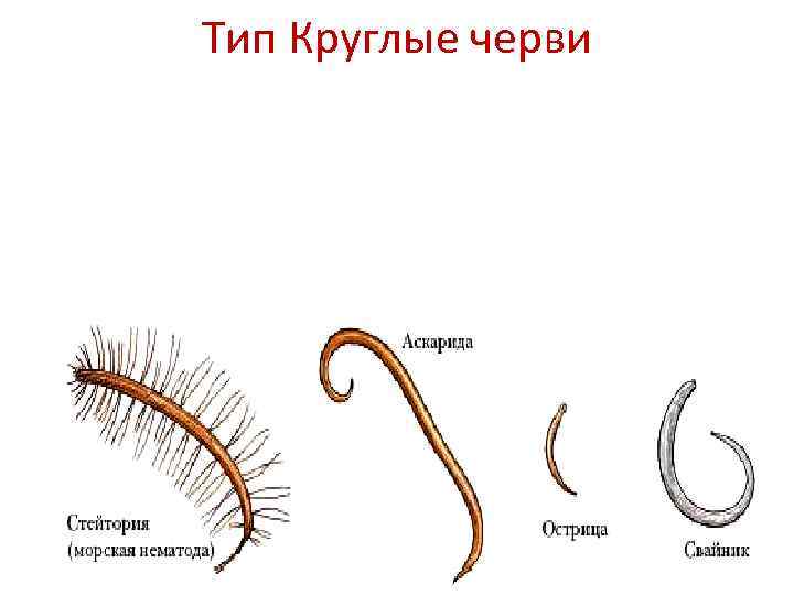 Тип круглые черви презентация