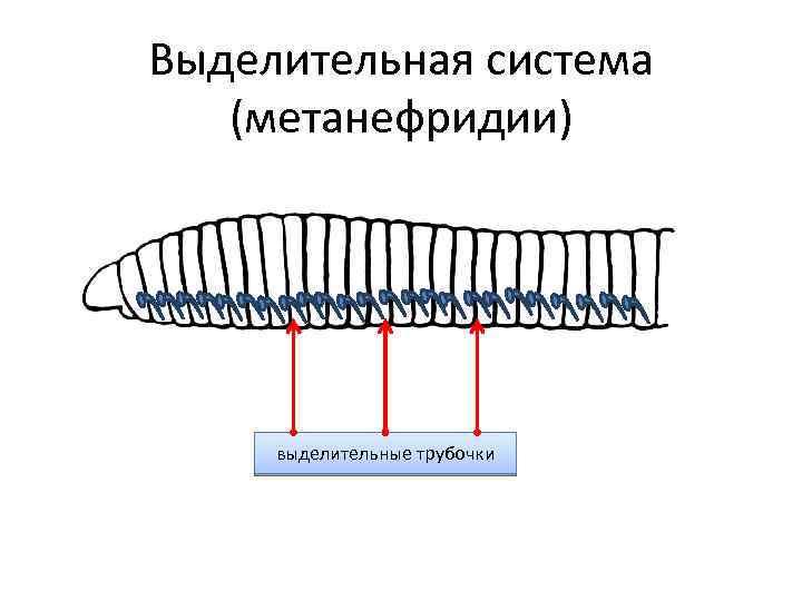 Метанефридии у кого