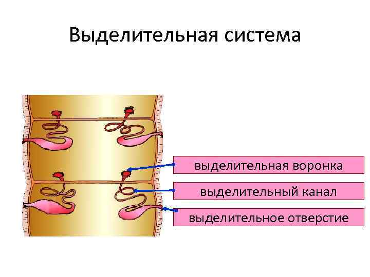 Выделительная система человека картинки