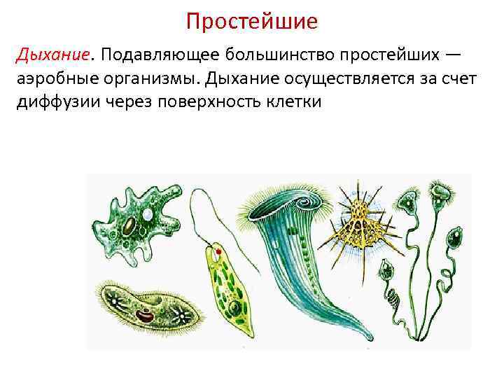 Дыхание простейших. Дыхательная система простейших. Тип дыхания простейших. Простейшие организмы дышат. Органы дыхания простейших.