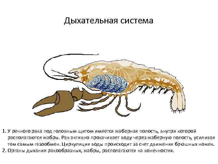 Выбери схематичное изображение дыхательной системы рака