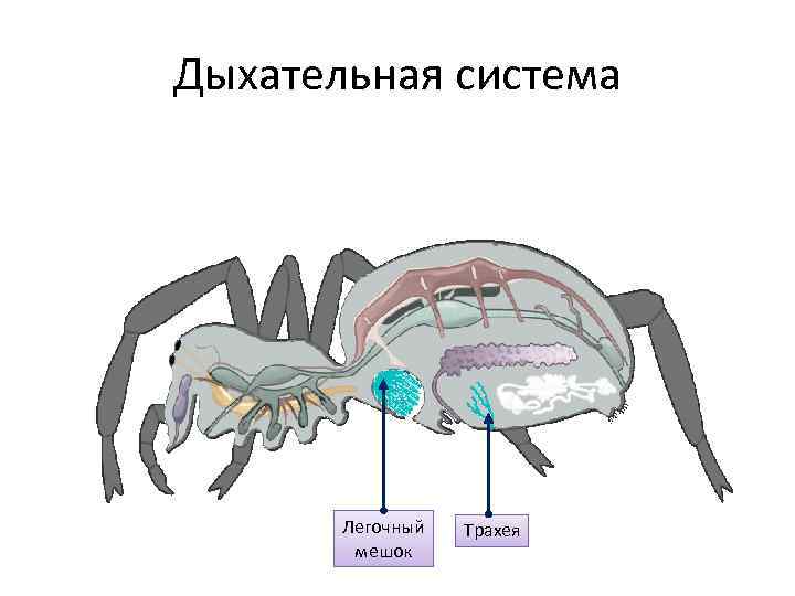Речной рак дышит трахеями. Строение дыхательной системы паукообразных. Строение дыхательной системы паука. Дыхательная система паука крестовика. Дыхательная система членистоногих рисунок.