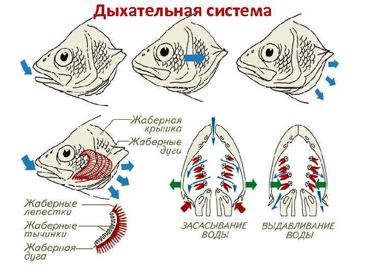 Дыхательная система 