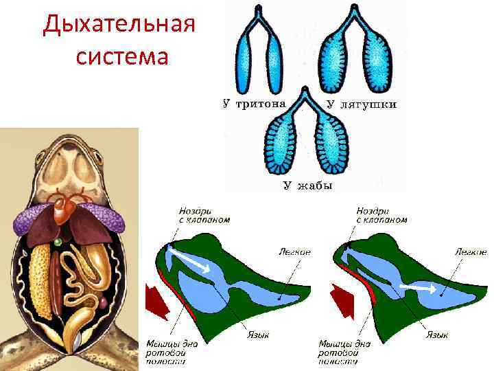 Схема дыхательной системы земноводных - 93 фото