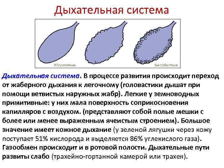 Простейшие дышат