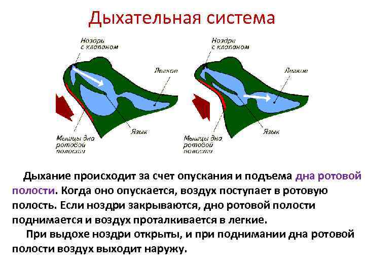 Дыхание земноводных осуществляется благодаря