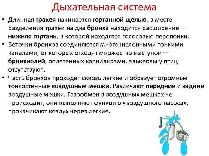 Дыхательная система • Длинная трахея начинается гортанной щелью, в месте разделения трахеи на два