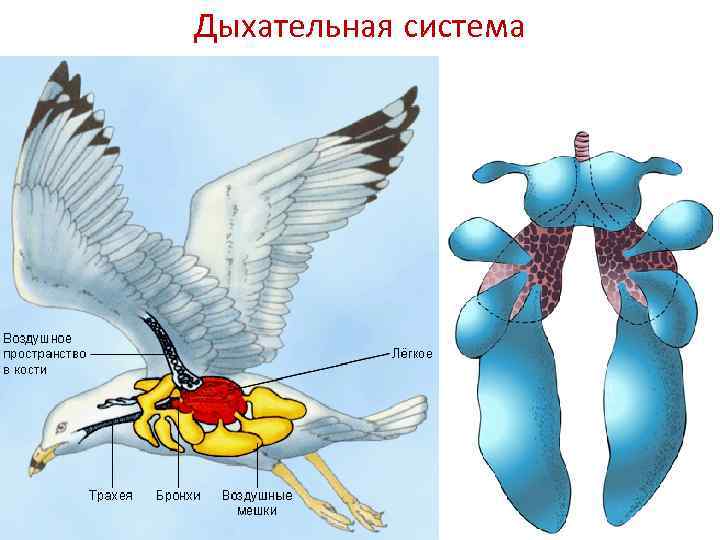Дыхательная система 