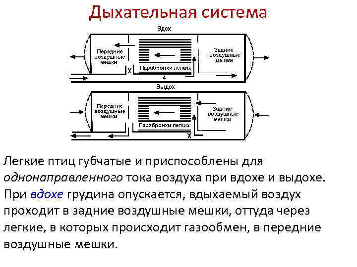 Дыхание простейших