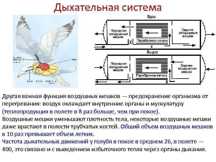 Дыхательная система Другая важная функция воздушных мешков — предохранение организма от перегревания: воздух охлаждает