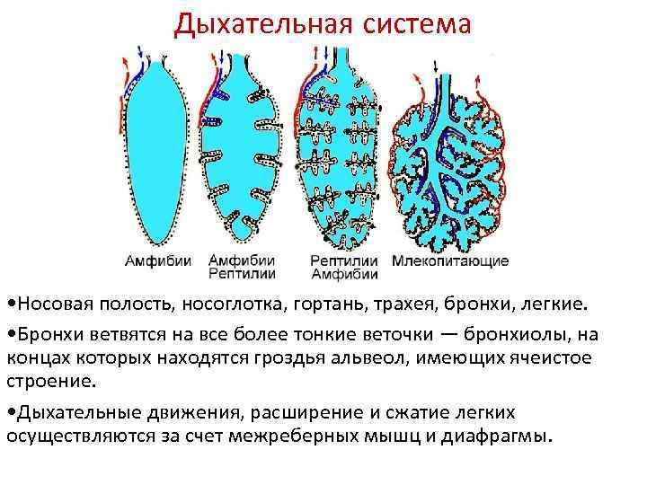 Дыхательная система • Носовая полость, носоглотка, гортань, трахея, бронхи, легкие. • Бронхи ветвятся на
