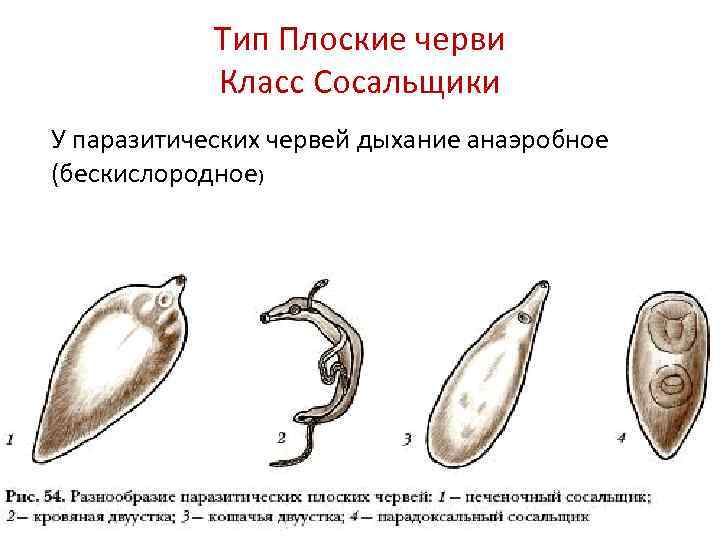 Паразитические черви фото