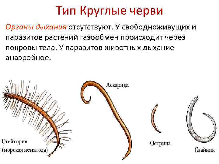 Круглые черви примеры названия. Виды круглых червей. Тип круглые черви представители. Представители круглых червей примеры.