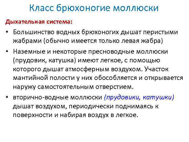 Класс брюхоногие моллюски Дыхательная система: • Большинство водных брюхоногих дышат перистыми жабрами (обычно имеется