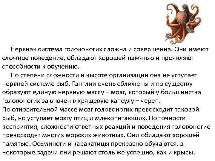 Нервная система головоногих. Нервная система головоногих моллюсков. Нервная система осьминога. Класс головоногие нервная система.