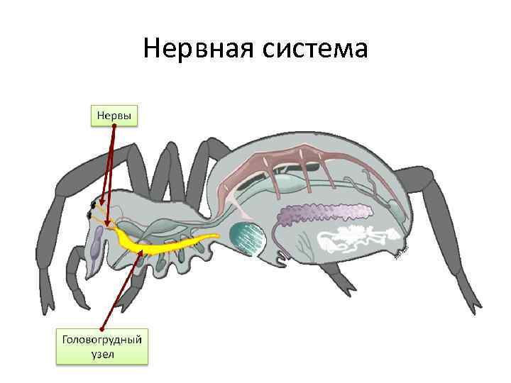 Нервная система паукообразных. Нервная система узлового типа. Диффузно Узловая нервная система. Нервная система диффузно-узлового типа. Диффузионноузловая нервная система.