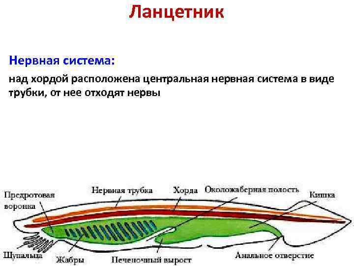 План строения ланцетника