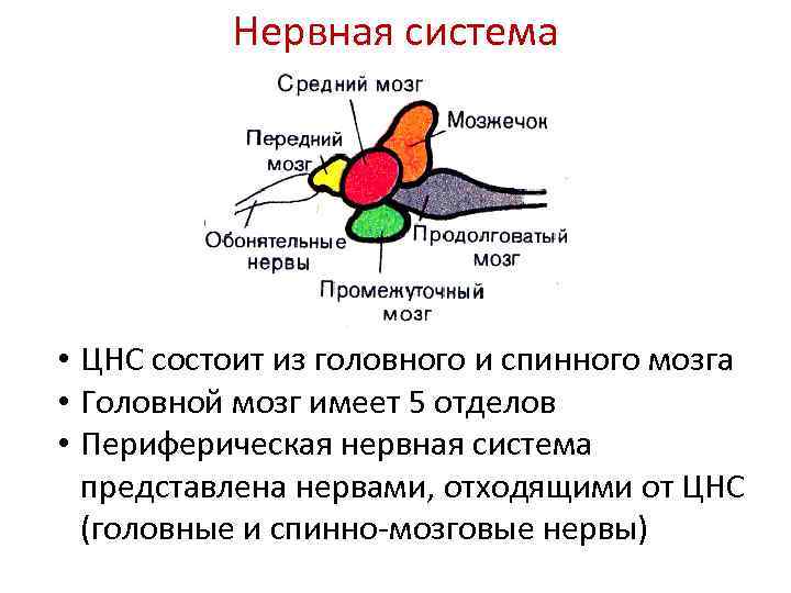 Нервная система головной. Передний мозг рыб состоит из отделов. Нервная система передний мозг рыб. Тип головного мозга рыб. Головной мозг рыб состоит из 5 отделов переднего мозга.