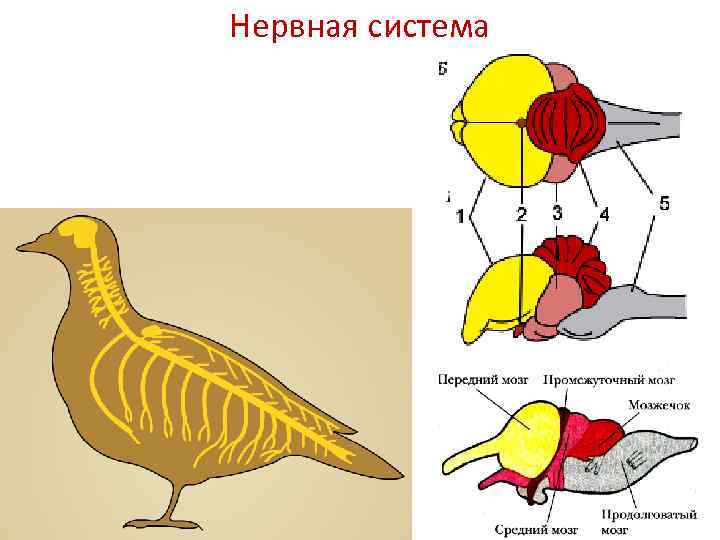 Класс птицы нервная. Строение нервной системы птиц. Центральная нервная система птиц. Нервная система птиц схема. Нервная система птицы головной мозг.