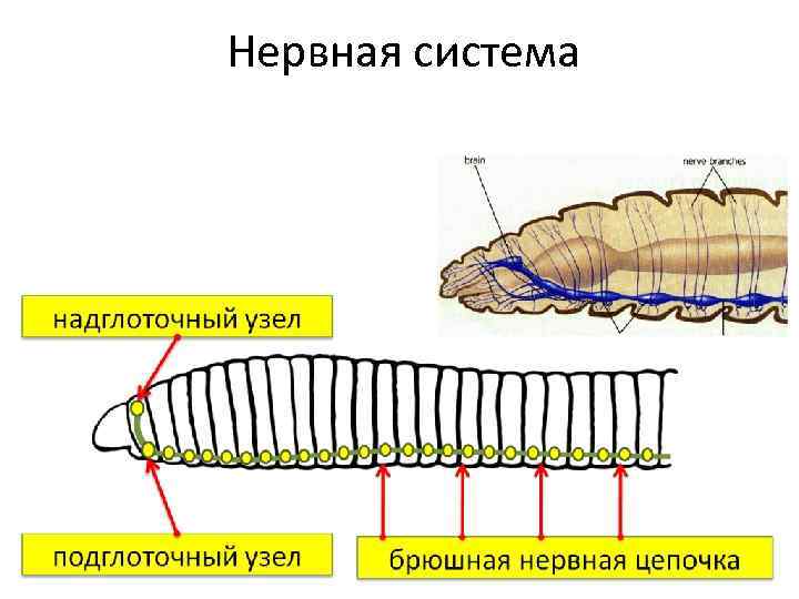 Нервная система 