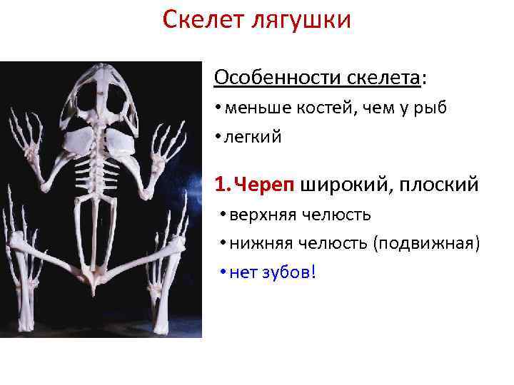 Для скелета не характерна. Скелет лягушки. Скелет Жабы. Скелет черепа лягушки. Кости скелета лягушки.