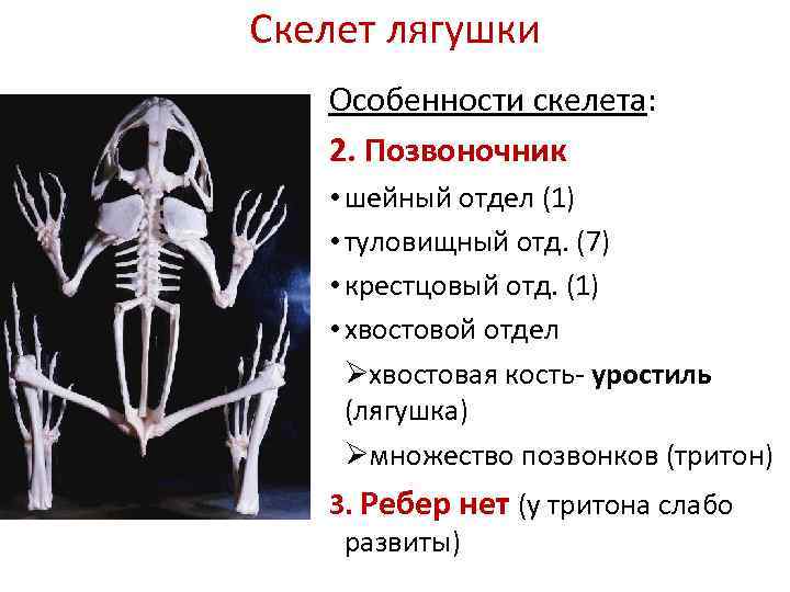 Скелет лягушки Особенности скелета: 2. Позвоночник • шейный отдел (1) • туловищный отд. (7)