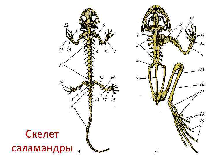 Скелет саламандры 