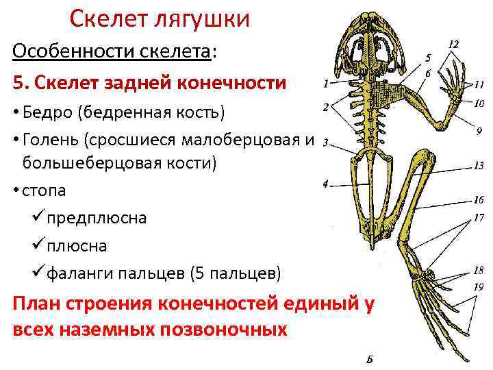 Скелет лягушки Особенности скелета: 5. Скелет задней конечности • Бедро (бедренная кость) • Голень