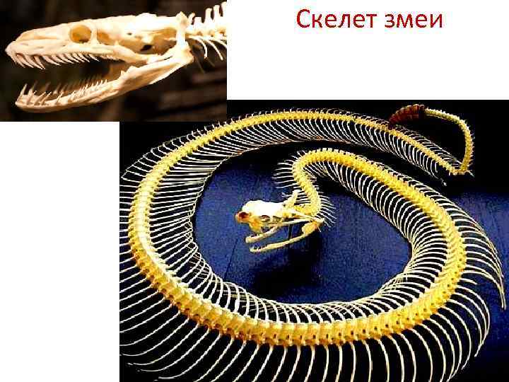 Какой признак внешнего строения змеи. Внутреннее строение змеи. Скелет змеи. Анатомическое строение змеи. Скелетное строение змеи.