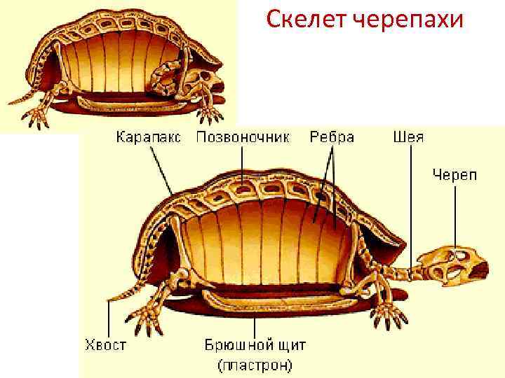 Скелет черепахи 