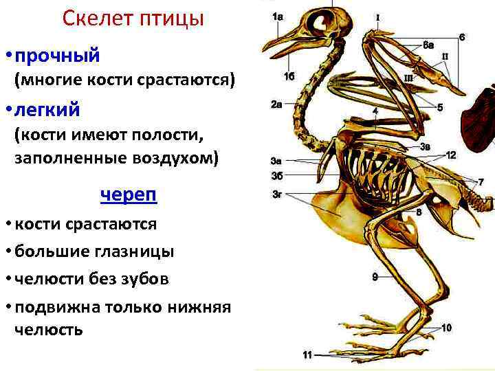 Скелет птицы. Строение костей птиц.