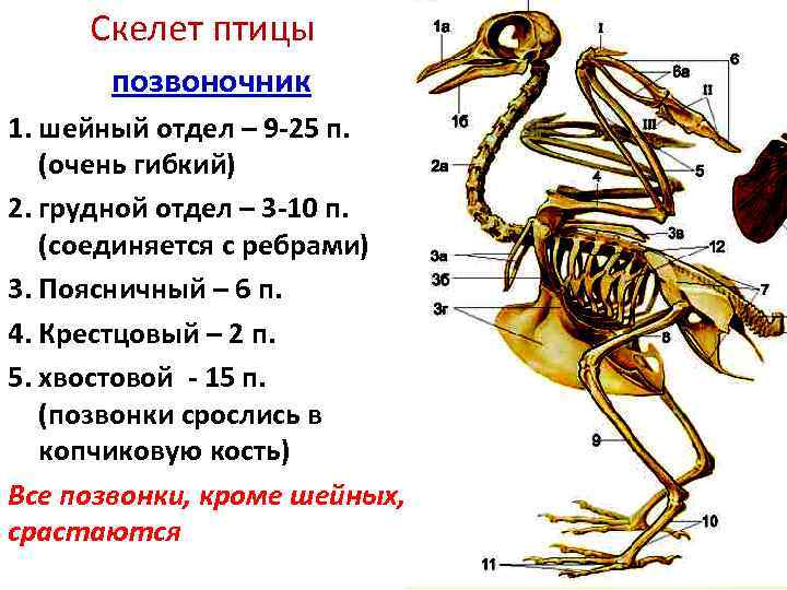Основные отделы скелета птицы