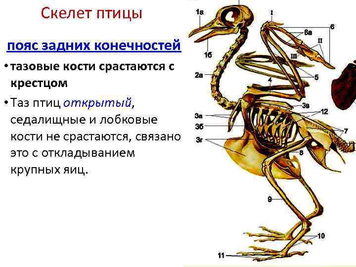 Раскрасьте кости скелета птицы