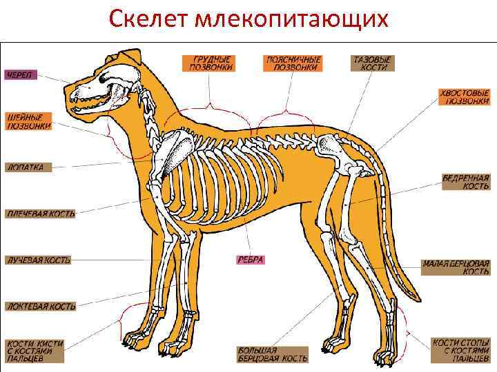 Скелет млекопитающих 