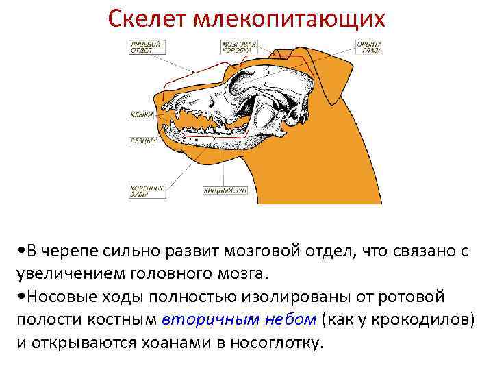 Скелет млекопитающих • В черепе сильно развит мозговой отдел, что связано с увеличением головного