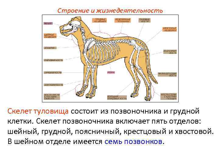 Строение и жизнедеятельность Скелет туловища состоит из позвоночника и грудной клетки. Скелет позвоночника включает