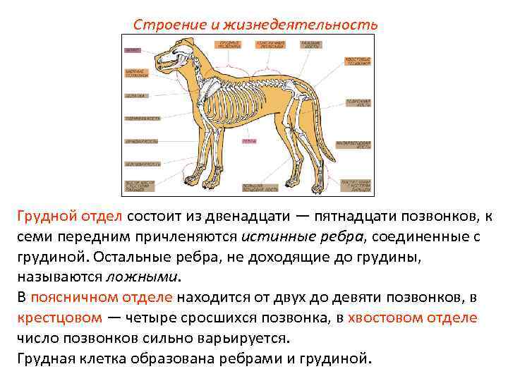 Строение и жизнедеятельность Грудной отдел состоит из двенадцати — пятнадцати позвонков, к семи передним