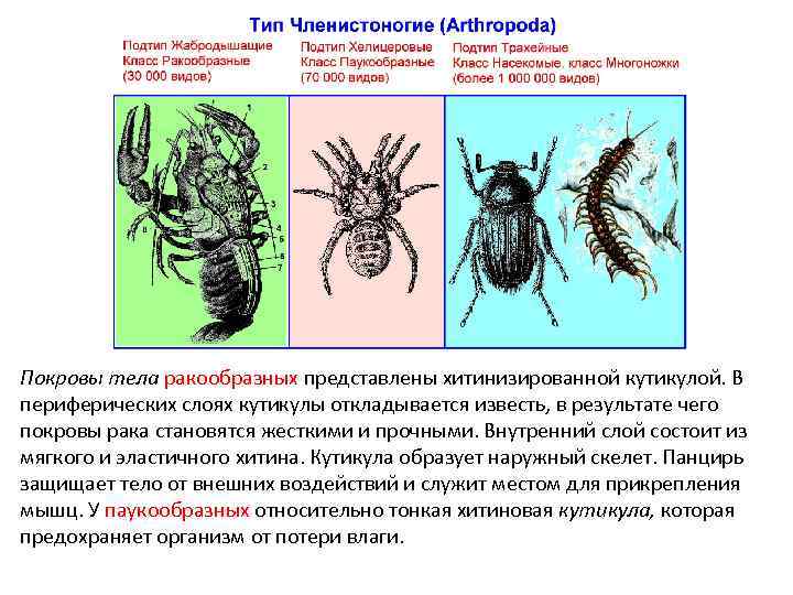 Покровы тела ракообразных представлены хитинизированной кутикулой. В периферических слоях кутикулы откладывается известь, в результате