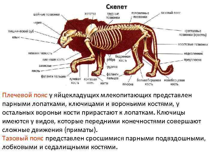 Плечевой пояс у яйцекладущих млекопитающих представлен парными лопатками, ключицами и вороньими костями, у остальных