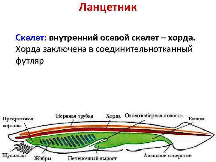 Внутренняя ось. Строение хордовых осевой скелет. Осевой скелет ланцетника представлена.