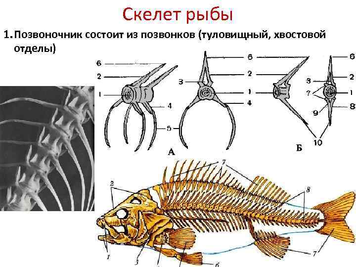 Скелет рыбы 1. Позвоночник состоит из позвонков (туловищный, хвостовой отделы) 