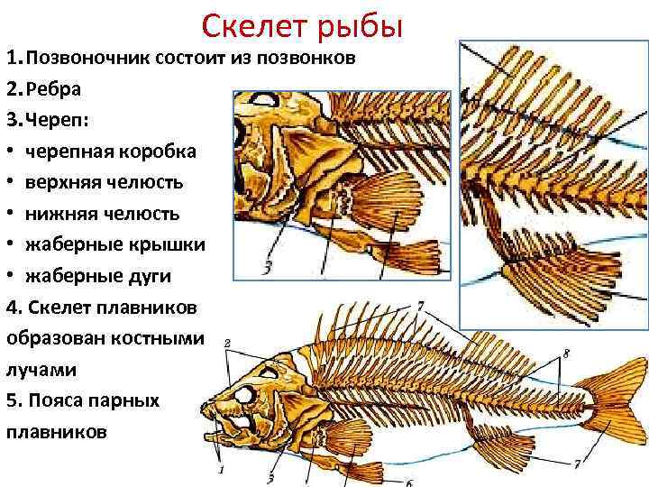 Скелет рыбы состоит из