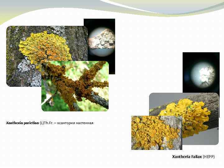 Xanthoria parietina (L)Th. Fr. – ксантория настенная Xanthoria Fallax (HEPP) 