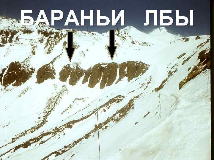 БАРАНЬИ ЛБЫ 