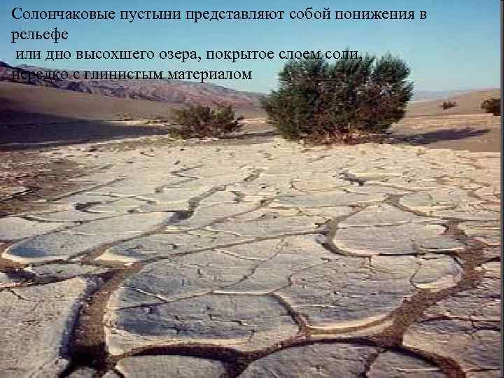 Солончаковые пустыни представляют собой понижения в рельефе или дно высохшего озера, покрытое слоем соли,