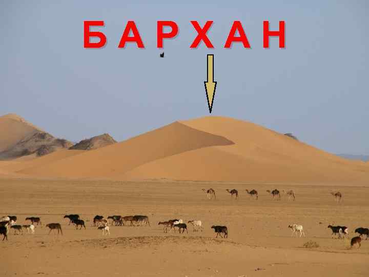 Б А Р Х А Н 